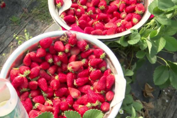 2021泰州摘草莓的地方有哪些 泰州草莓采摘地推荐