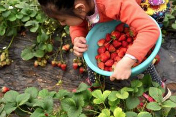 佛山三水区哪里可以采摘草莓 佛山三水区草莓采摘地推荐