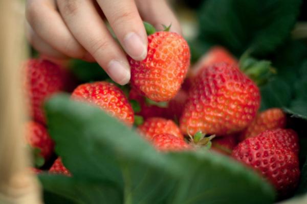 佛山三水区哪里可以采摘草莓 佛山三水区草莓采摘地推荐
