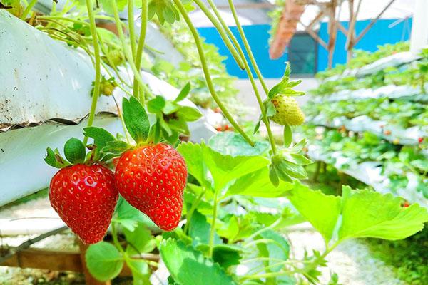 2021青岛摘草莓的地方在哪里 青岛摘草莓好去处
