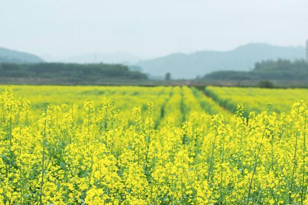 2022广州哪里有油菜花可以看 广州油菜花观赏地推荐