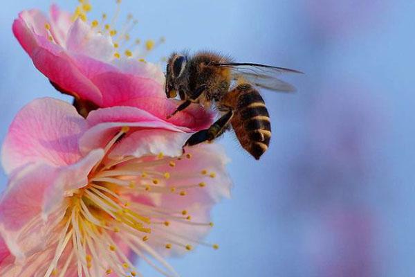 2021合肥哪里可以赏梅花 怎么拍梅花好看