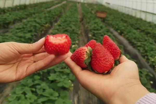 昆明摘草莓的地方在哪里 2021昆明摘草莓地点推荐