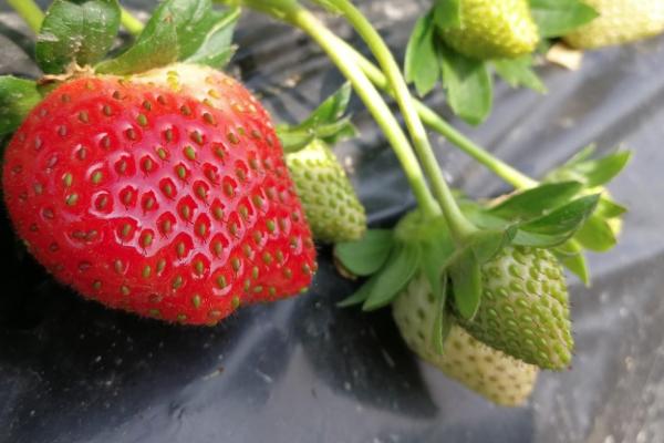 昆明摘草莓的地方在哪里2021昆明摘草莓地点推荐
