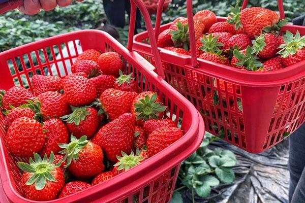 2021贵阳摘草莓的地方 贵阳摘草莓的季节是几月份