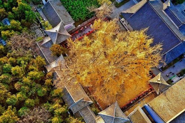 2021年春节古观音禅寺暂停开放通知