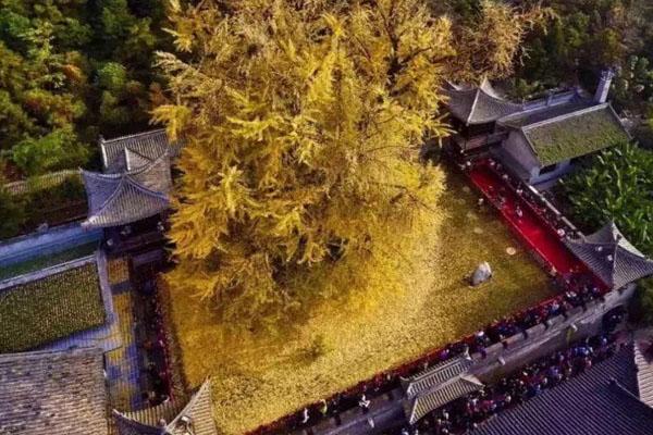 2021年春节古观音禅寺暂停开放通知