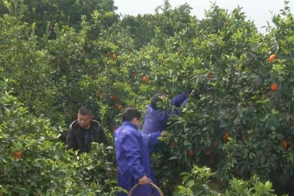 重庆摘脐橙的地方有哪些 重庆摘脐橙地方推荐