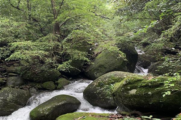 2021官山自然保护区门票交通及地址
官山自然保护区旅游攻略