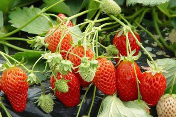 2021上海摘草莓最佳地点 上海草莓基地在哪里