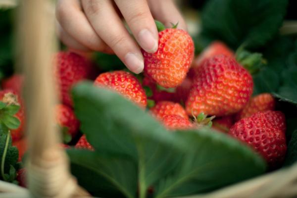 2021重庆忠县摘草莓的地点推荐 地点、路线以及联系方式