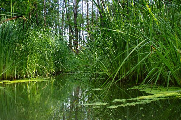 2021春节期间非杭户籍人员免费游杭州西湖景区及西溪湿地公园