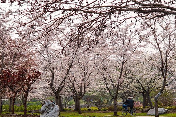 2021上海各大公园2月份花展活动一览