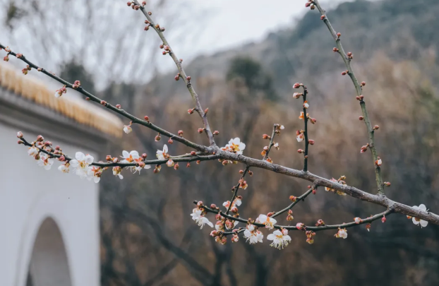 2021长三角梅花文化节时间及活动介绍 超山梅花节是什么时候