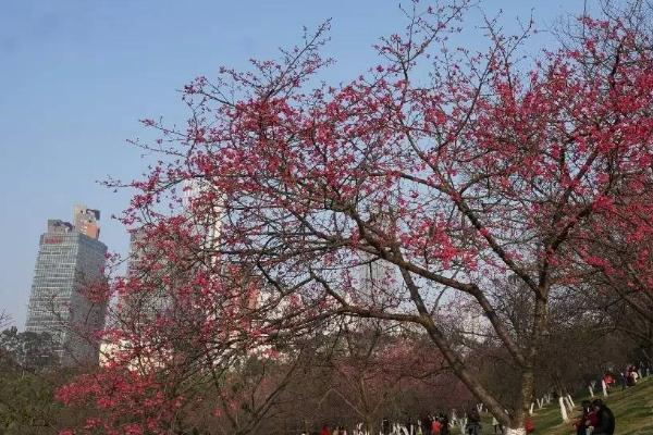 2021春节南宁石门公园赏樱攻略 石门公园实行限量入园赏樱
