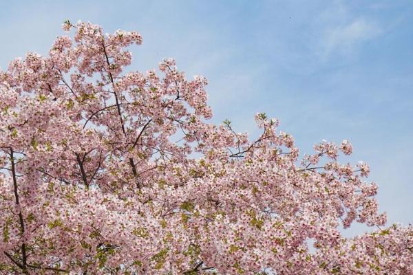 2024重慶植物園門票多少錢一張 重慶南山植物園賞花攻略