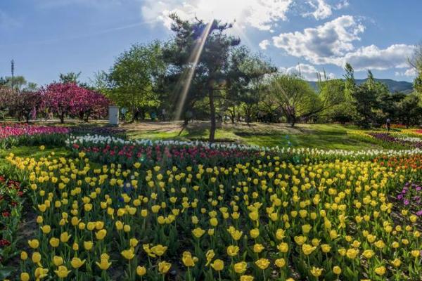 2024重慶植物園門票多少錢一張 重慶南山植物園賞花攻略