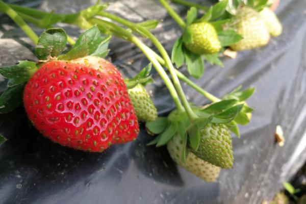 重庆璧山草莓采摘园有哪些 重庆璧山草莓采摘园推荐2021