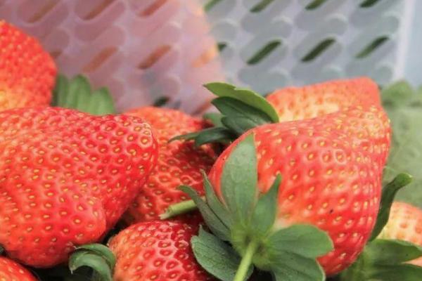 重庆璧山草莓采摘园有哪些 重庆璧山草莓采摘园推荐2021