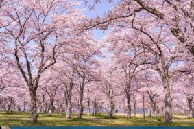 今年能去日本看樱花吗 2022日本樱花什么时候开