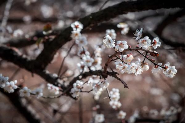 2021杭州超山梅花開花時間-門票價格