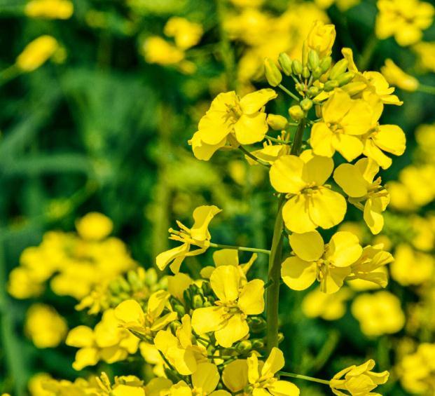 二月份可以看油菜花吗