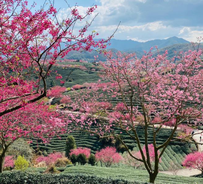 福建永福櫻花茶園圖片