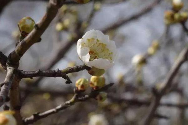 2月上海赏梅花那里最好的处所