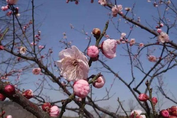 2月上海赏梅花那里最好的处所