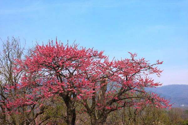 2021南京梅花山需要預約嗎 附最佳觀賞時間