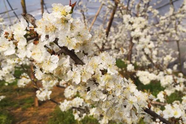 2021成都浦江樱桃山景区开花了吗 成都蒲江樱桃花最佳观赏时间