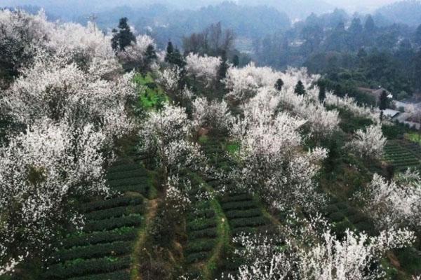 2月成都蒲江樱桃花开放了吗 最佳观赏时间