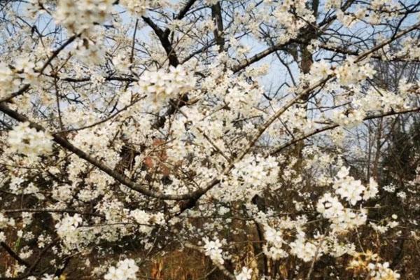 2月成都蒲江樱桃花开放了吗 最佳观赏时间