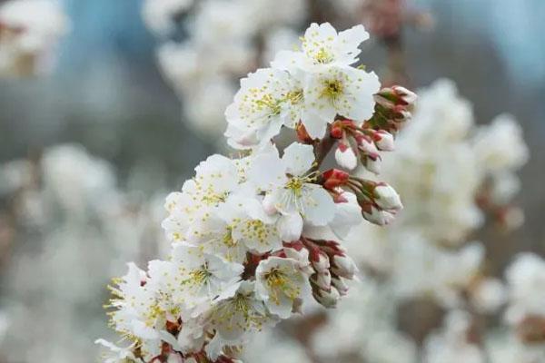 2月成都蒲江樱桃花开放了吗 最佳观赏时间