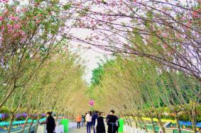 2021元宵节深圳观澜湖大地生态艺术园有什么活动 深圳观澜湖大地生态艺术园好玩吗