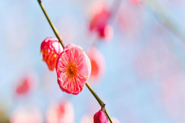 2021南京雨花台梅花盛开 赏梅指南