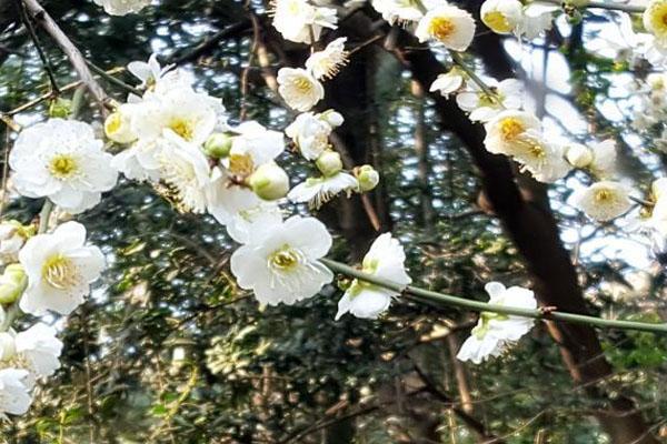 2021南京雨花台梅花盛开 赏梅指南