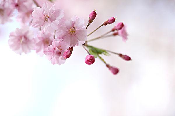 宜昌春季赏樱景点有哪些-赏樱路线推荐