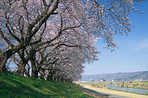 宜昌春季赏樱景点有哪些-赏樱路线推荐