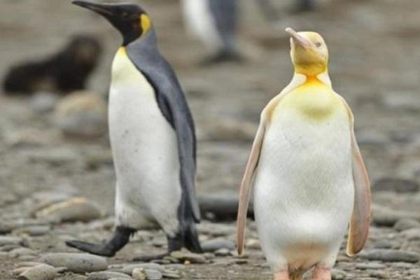 南极发现全球首只黄金企鹅怎么回事 长什么样子