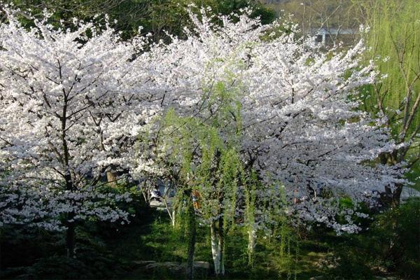 2022杭州太子湾公园樱花开了吗 赏樱攻略