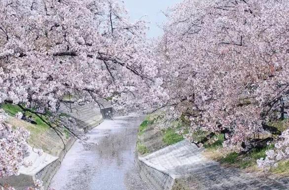 2022武汉赏樱花的地方有哪些