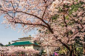 2022武汉赏樱花的最佳时间 武汉赏樱花的地方