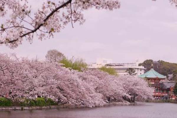 日本賞櫻花最佳地點2021 日本賞櫻花最美的地方