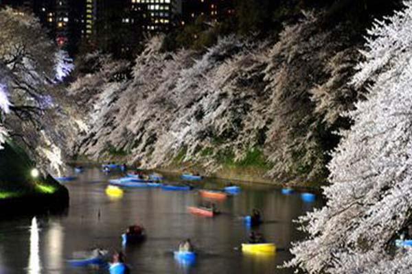 日本赏樱花最佳地点2021 日本赏樱花最美的地方