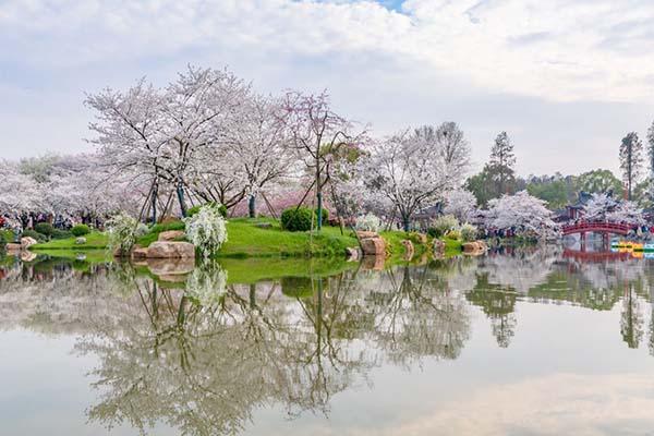 國內賞櫻花最好的地方 國內櫻花觀賞地2022