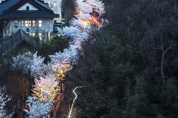 南京鸡鸣寺樱花什么时候开2022