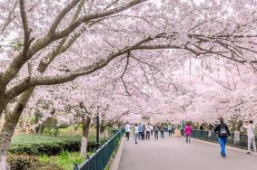 青岛中山公园的樱花几月份开花 青岛中山公园樱花最佳观赏时间2022
