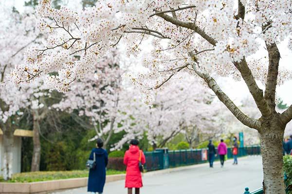 青岛中山公园的樱花几月份开花青岛中山公园樱花最佳观赏时间2021