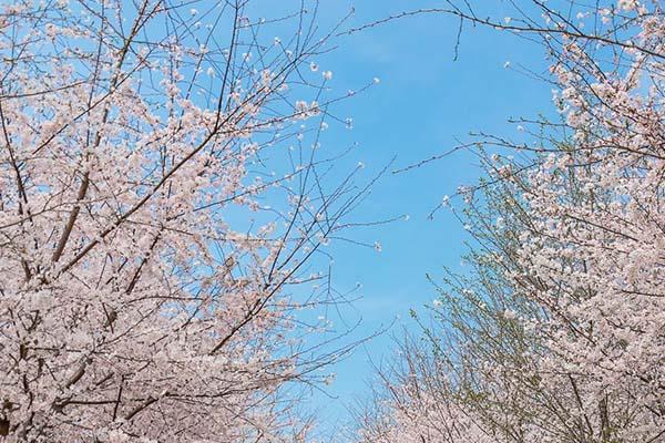 贵州平坝樱花2022开放时间
平坝樱花在哪里